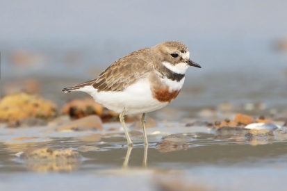 double-bended plover